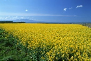 山东癫痫好治吗