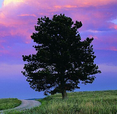 顶叶癫痫病的新治疗方法